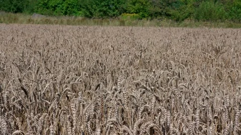 Wheat on the stalks Stock Footage 321133267