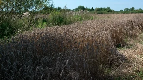 Wheat on the stalks Stock Footage 321133279