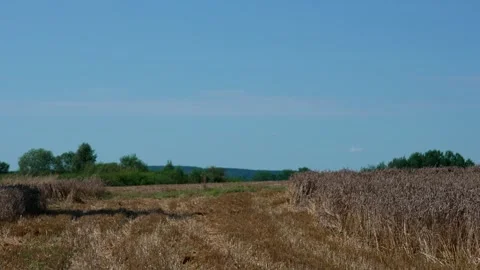 Wheat on the stalks Stock Footage 321133299