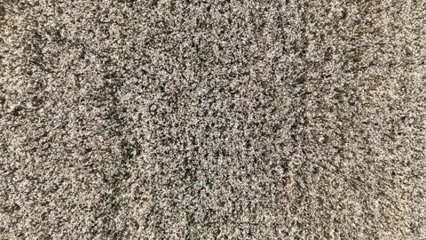 Wheat stalks shaking in the wind in the fields Stock Footage 280982313