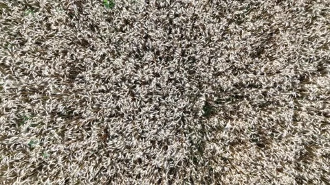 Wheat stalks shaking in the wind in the fields Stock Footage 280982316