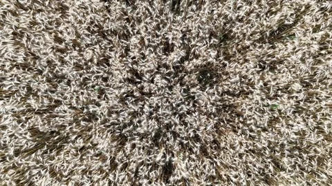 Wheat stalks shaking in the wind in the fields Stock Footage 280983231