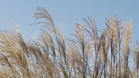 Wheat Stalks Soft Wind 3 Shots Stock Footage 161448709