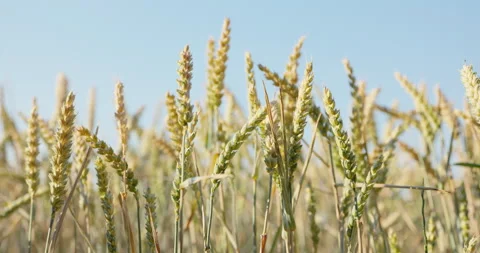 Wheat stalks swaying below a distant bird in flight against blue sky, 8K Stock Footage 339244847
