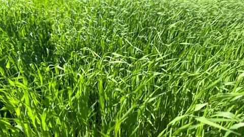 Wheat stalks swaying in the wind Stock Footage 340530687