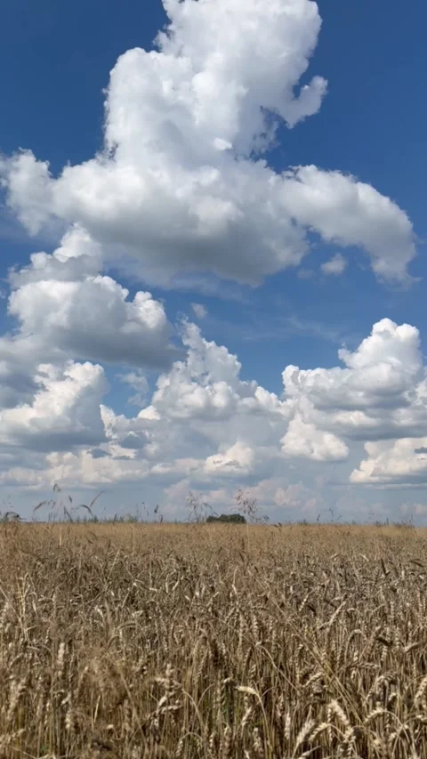 Wheat stalks swaying in wind under blue sky with white fluffy clouds Stock Footage 316820518