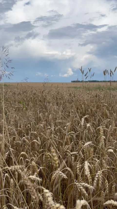 Wheat stalks swaying in wind under blue sky with white fluffy clouds Stock Footage 316820530