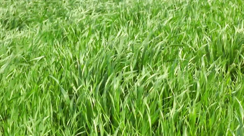 Wheat stalks swinging on the wind Stock Footage 35803322