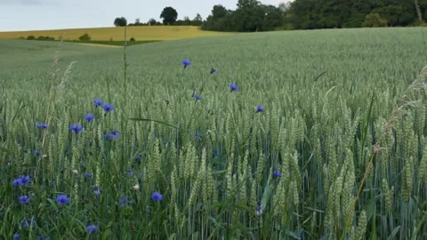 Wheat Static Gentle Undulating Field 24FPS 4K Stock-Footage 137467395