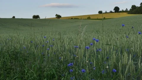 Wheat Static Gentle Undulating Field like a painting 24FPS 30secs 4K Stock Footage 137467400