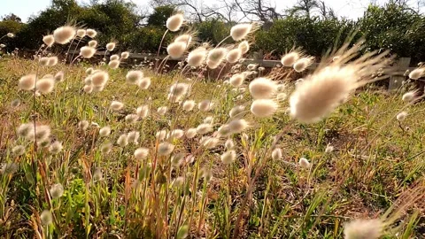 Wheat stem blowing in the wind Stock Footage 142627426