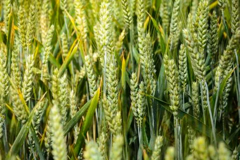 Wheat stem in field Stock Photos