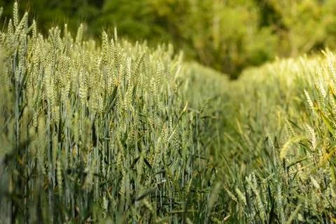 Wheat stem in field Stock Photos