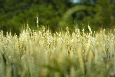 Wheat stem in field Stock Photos