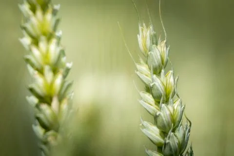 Wheat stem in field Stock Photos