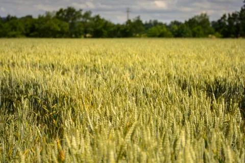 Wheat stem in field Stock Photos