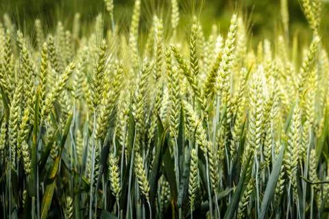 Wheat stem in field Stock Photos