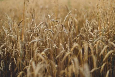 Wheat stems in evening field close up. Global hunger and food crisis. Summe.. Stock Photos