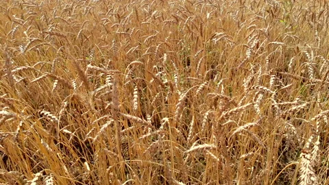 Wheat stems of yellow colour with ripe ears waved by wind Stock Footage 139442744