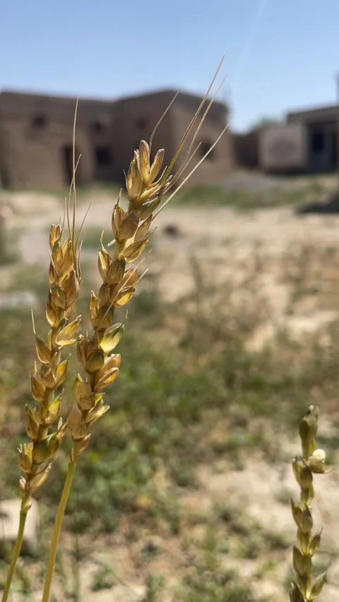 Wheat stock Stock Footage 280242586
