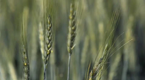 Wheat stocks blowing in the wind. Stock Footage 67637989