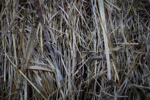 Wheat straw close up Stock Photos