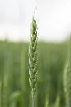 Wheat straw Stock Photos