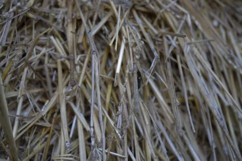 Wheat straw Stock Photos