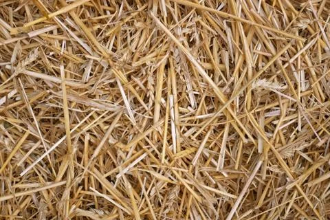 Wheat straw pile background Stock Photos