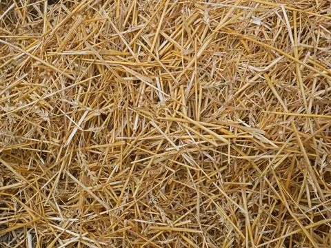 Wheat straw pile background Stock Photos