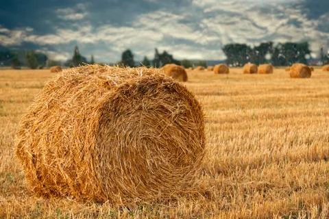Wheat straw rolls on the field Stock Photos