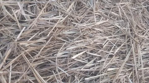 Wheat Straw Texture in Farm Field Stock-Fotos