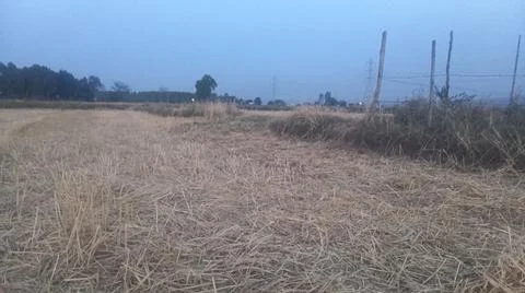 Wheat Straw Texture in Farm Field Fotos Stock