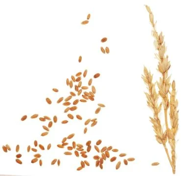 Wheat straw on white Stock Photos