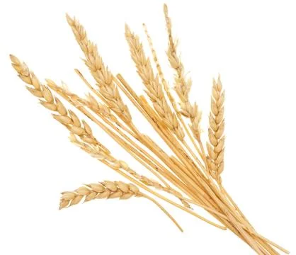 Wheat straw on white Stock Photos