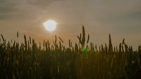 Wheat straws at sunset Видео 40053859