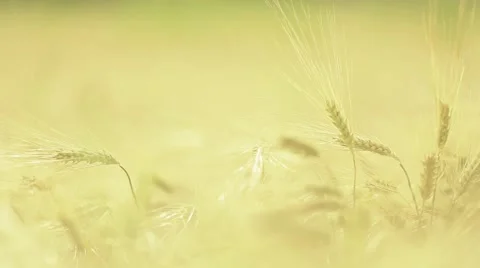 Wheat straws at sunset in the wind Stock Footage 44390437