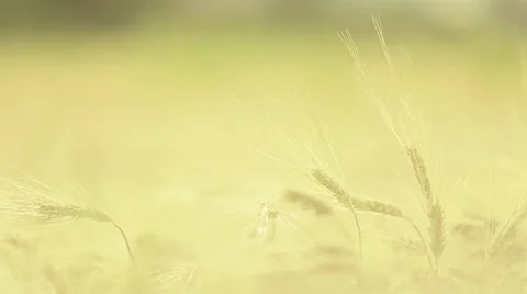 Wheat straws at sunset in the wind Stock Footage 44390703