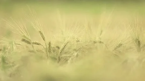 Wheat straws at sunset in the wind Stock Footage 44390843