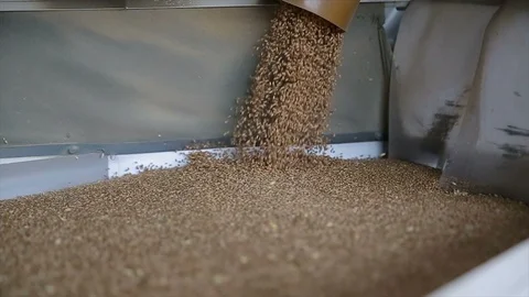 Wheat is strewing. Unloading of wheat grain. Flour mill production stage Stock Footage 107270456