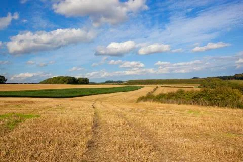 Wheat stubble and maize Stock Photos