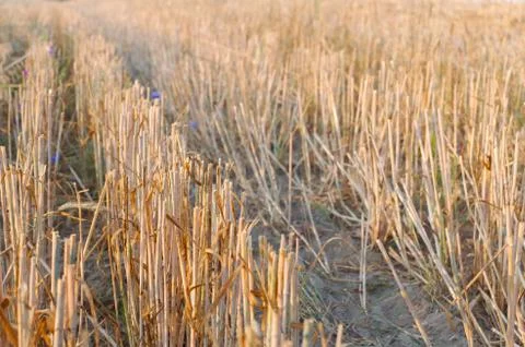 Wheat stubble close-up Stock Photos