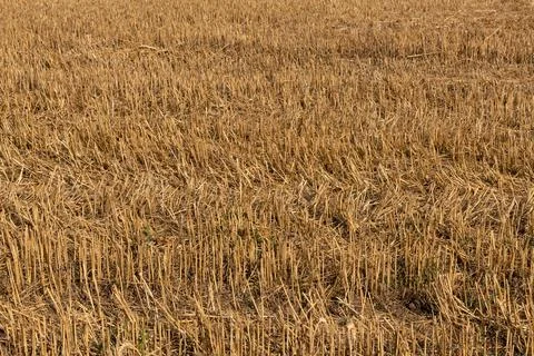 Wheat Stubble Field Background Stock Photos