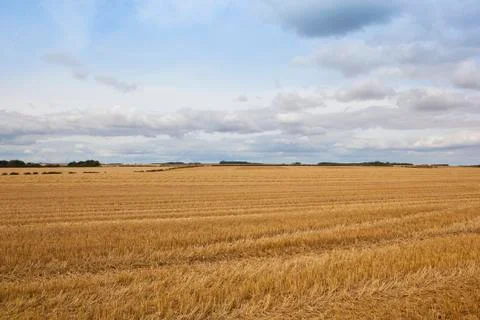 Wheat stubble fields Stock Photos