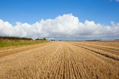 Wheat stubble fields Stock Photos