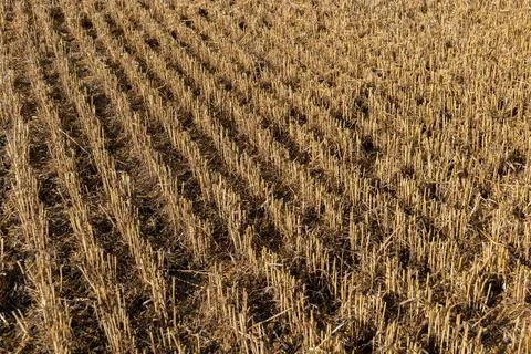Wheat stubble is left standing in the field after harvest. The landscape sh.. Stock Photos