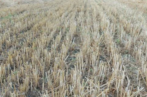 Wheat stubble lines Stock Photos