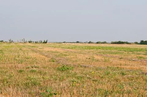 Wheat stubble. Stock Photos