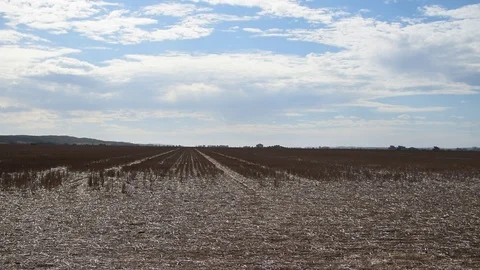 Wheat stubble post harvest during summer in america Video stock 74817723