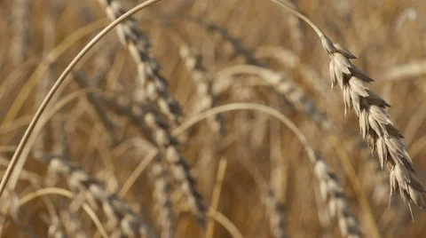 Wheat on a summer day. Video stock 57302864